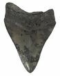Serrated, Fossil Megalodon Tooth #54242-2
